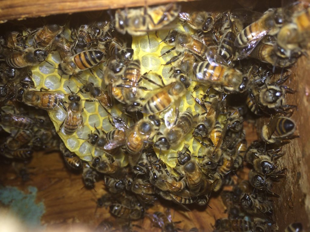 Honeybee Hive Removal