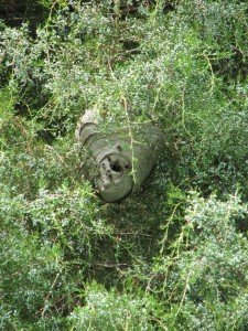 roswell bald faced hornet nest