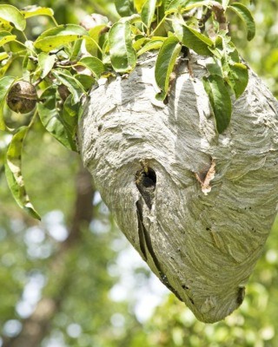 bald-faced hornet nest